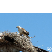 گونه سارگپه کوهی Upland Buzzard